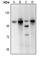 Rabbit Polyclonal Antibody to DNER
