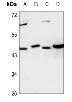 Rabbit Polyclonal Antibody to CEP41