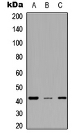 Rabbit Polyclonal Antibody to MESP2