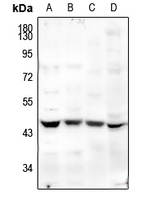 Rabbit Polyclonal Antibody to MFGE8