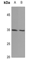 Rabbit Polyclonal Antibody to MID1IP1