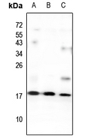 Rabbit Polyclonal Antibody to GNG13