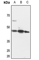 Rabbit Polyclonal Antibody to PINX1