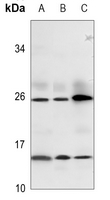 Rabbit Polyclonal Antibody to RLN3