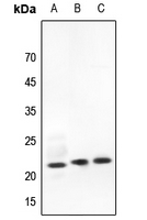 Rabbit Polyclonal Antibody to RHOG
