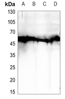 Rabbit Polyclonal Antibody to BEGAIN