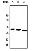 Rabbit Polyclonal Antibody to PEX19