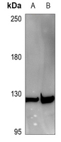 Rabbit Polyclonal Antibody to TNS3