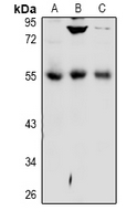 Rabbit Polyclonal Antibody to DPP7