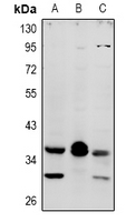 Rabbit Polyclonal Antibody to MRGPRX4