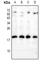 Rabbit Polyclonal Antibody to INSL4