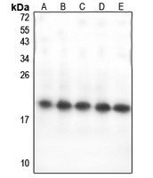 Rabbit Polyclonal Antibody to GPSM3