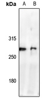 Rabbit Polyclonal Antibody to NAV2