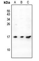 Rabbit Polyclonal Antibody to PIGY