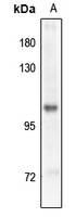 Rabbit Polyclonal Antibody to GABBR2