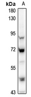 Rabbit Polyclonal Antibody to APBA3