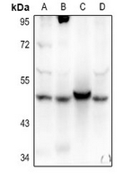 Rabbit Polyclonal Antibody to AGFG2