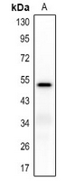 Rabbit Polyclonal Antibody to LILRB4