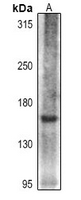 Rabbit Polyclonal Antibody to COL16A1