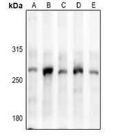 Rabbit Polyclonal Antibody to MYH15