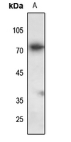 Rabbit Polyclonal Antibody to FAM111A