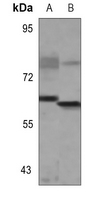 Rabbit Polyclonal Antibody to NCOA5