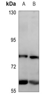 Rabbit Polyclonal Antibody to GPR108