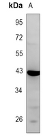 Rabbit Polyclonal Antibody to RXFP4