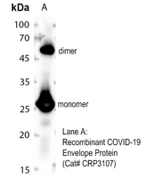 Rabbit Polyclonal Antibody to E