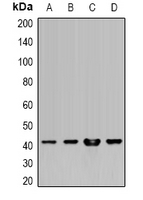 Rabbit Polyclonal Antibody to HLA-A