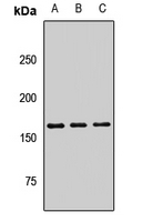 Rabbit Polyclonal Antibody to PLA2R1