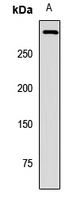 Rabbit Polyclonal Antibody to PIEZO1