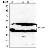 Rabbit Polyclonal Antibody to BCKDHA