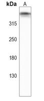 Rabbit Polyclonal Antibody to GOLGB1