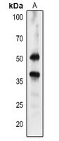 Rabbit Polyclonal Antibody to HPR