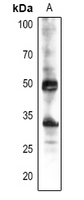 Rabbit Polyclonal Antibody to CYP38
