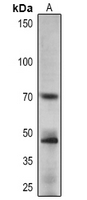 Rabbit Polyclonal Antibody to APRR1