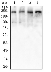 Mouse Monoclonal Antibody to SMARCA2