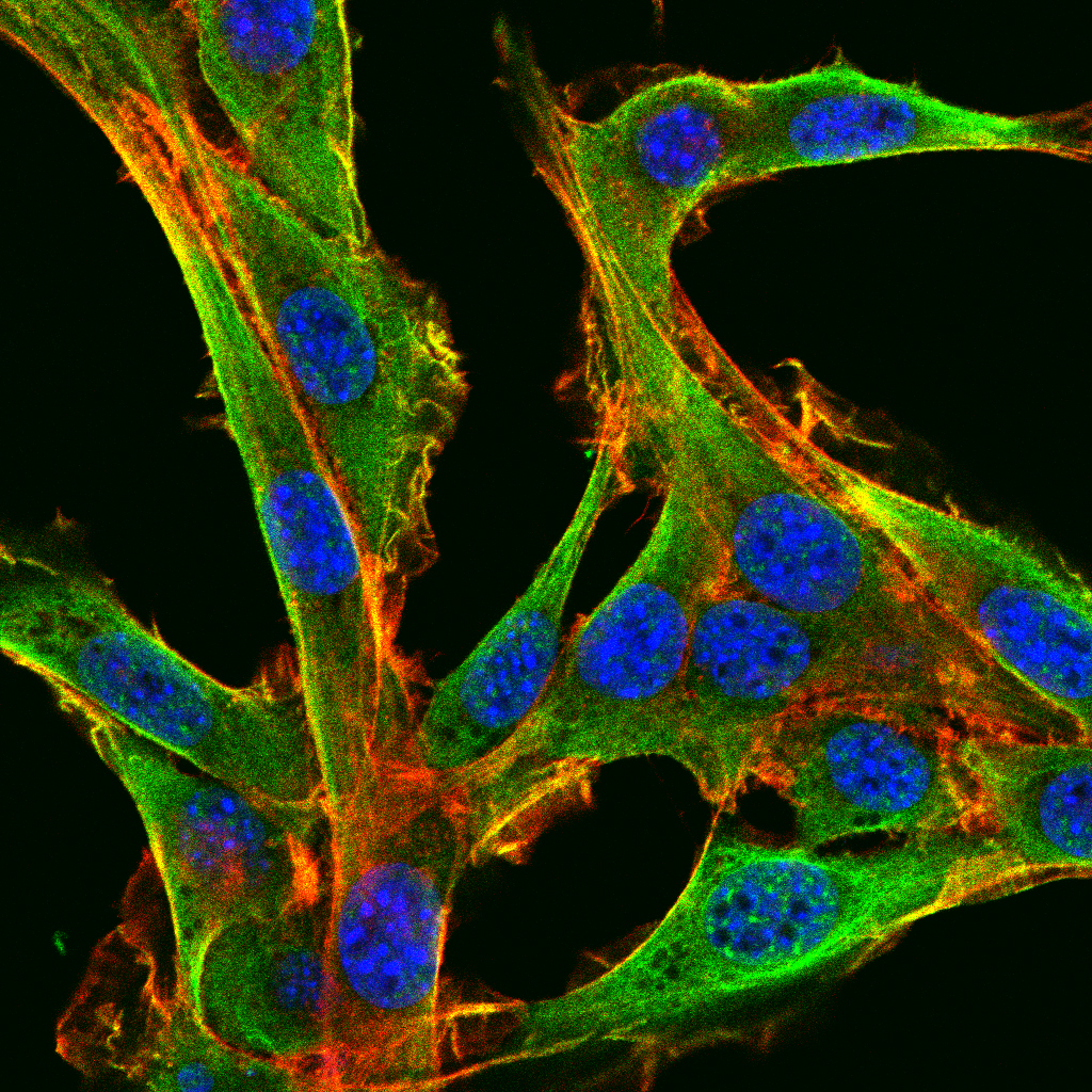 Mouse Monoclonal Antibody to CHRM3