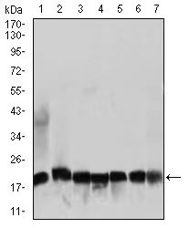 Mouse Monoclonal Antibody to RPL18A