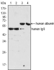 Mouse Monoclonal Antibody to human IgG