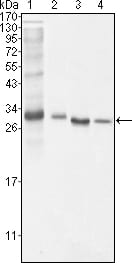 HOTMouse Monoclonal Antibody to BCL-10