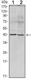 Mouse Monoclonal Antibody to Apoa5 (ab)