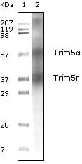 Mouse Monoclonal Antibody to Trim5a