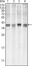 Mouse Monoclonal Antibody to MCL-1