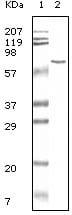 Mouse Monoclonal Antibody to BSA