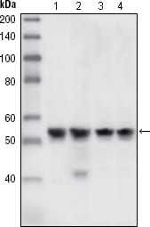 Mouse Monoclonal Antibody to CHK1