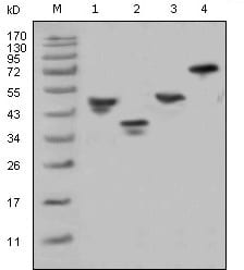 Mouse Monoclonal Antibody to GST