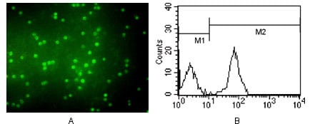 Mouse Monoclonal Antibody to CD3