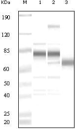 Rabbit Polyclonal Antibody to KSHV ORF8